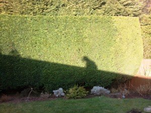 hedge cutting newport hedge cutting newport