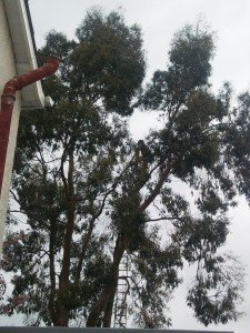 Tree Cable Bracing Newport