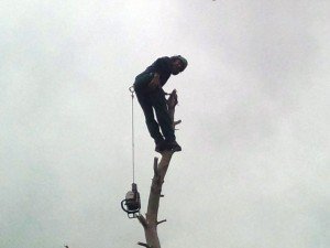 Tree Removal Newport