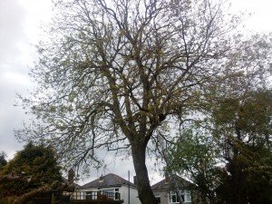 Tree Surgeon Chepstow
