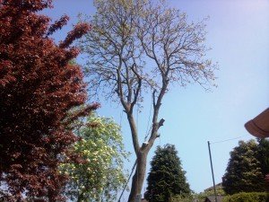 Tree Surgeon Newport Tree Surgeon Newport