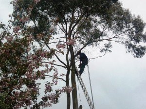 Tree Surgeon Prices Newport Tree Surgeon Prices Newport