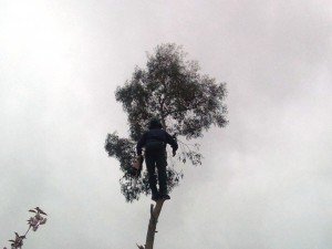 Tree Surgeons Newport