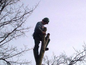 Tree Surgery Chepstow