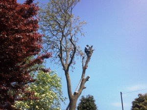 Tree Surgery Companies Chepstow