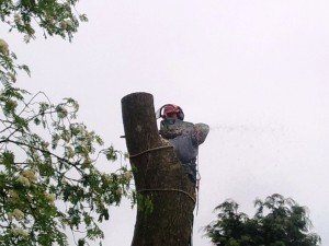 Tree Surgery Courses Chepstow