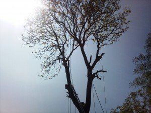 Tree Surgery UK