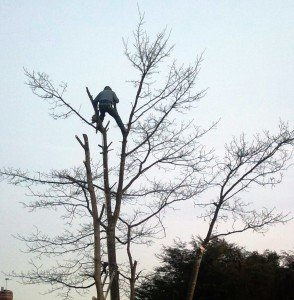 tree surgeon cardiff
