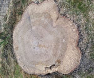 Stump Grinding
