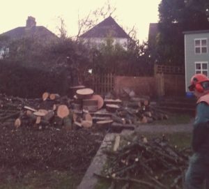 Tree Felling Newport expert tree removals